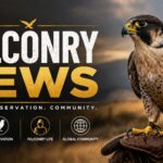 Falconry News
