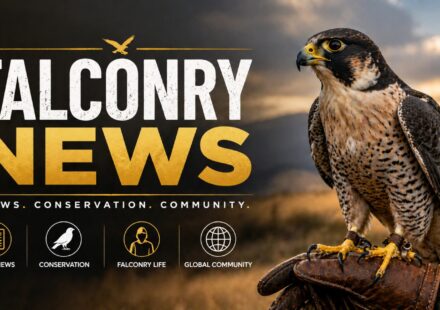 Falconry News
