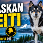 Alaskan Seiti